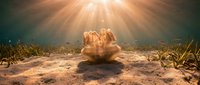 Underwater seashell on sandy ocean floor with dramatic sunlight rays streaming through water creating magical marine environment for nature photography.