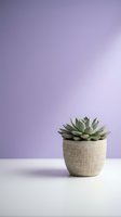 Small succulent plant in woven pot against soft purple gradient background for home decor and wellness concepts.