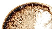 Sliced citrus fruit showing detailed cross-section with seeds and pulp texture, suitable for food photography, culinary content, and beverage design projects.