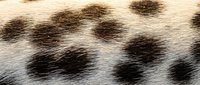 Close-up of natural animal fur texture with distinctive dark spotted pattern on light background, showcasing organic wildlife skin detail for nature designs.