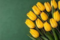 Fresh yellow tulips arranged in corner composition against dark green background, spring flowers with copy space for seasonal greeting cards and designs.