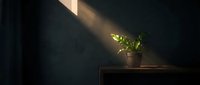 Young potted plant on wooden table illuminated by warm sunlight streaming through window, creating dramatic shadows on dark wall, minimalist interior design aesthetic.