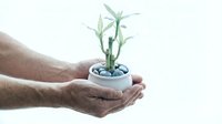Mature male hands gently holding a small white pot with lucky bamboo and decorative stones on a light background.