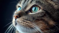 Close up portrait of gray cat with bright turquoise eyes and long whiskers against dark background, dramatic lighting highlights feline features and facial details.