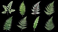Watercolor fern leaves set, eight botanical fronds in varied green shades, isolated on transparent background, ready for t-shirt design, stickers, sublimation, and print on demand.