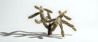 Dried plant with twisted branches and seed pods casting shadow on white background, suitable for botanical design projects.