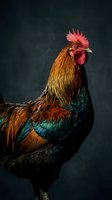Colorful rooster with vibrant red comb and iridescent feathers in shades of gold, orange, and teal against dark background for poultry farming and agriculture.
