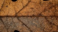 Detailed macro view of autumn leaf texture showing intricate vein patterns and natural brown coloration for seasonal nature photography projects.