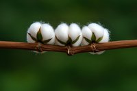 Four fluffy white cotton bolls on a brown branch against a soft green background, showcasing natural fiber in full bloom.