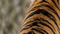 Tiger fur pattern close-up showing distinctive orange and black stripes with natural texture and markings for wildlife and nature projects.