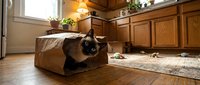 Playful black and white cat peeking out from brown paper bag on wooden floor in warm home interior with natural light and wooden cabinetry.