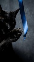 Black cat playing with blue ribbon on gray background, capturing playful pet behavior and interactive toy engagement.