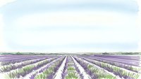 Lavender field rows stretching to horizon under cloudy sky, agricultural landscape with purple flowering plants in organized cultivation pattern.