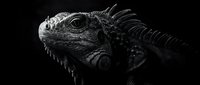 Detailed black and white iguana portrait showcasing intricate scales and spines against dark background for reptile education and wildlife photography projects.