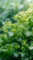 Fresh green lettuce leaves covered with pure water drops in morning light, macro photography showing detailed texture and natural freshness against blurred background.
