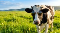 Holstein dairy cow standing in lush green pasture with mountains in background during golden hour sunlight for agriculture and farming concepts.