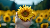 Vibrant sunflower held in hand against blurred sunflower field background, showcasing bright yellow petals and dark center in selective focus composition.