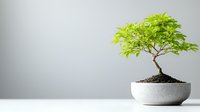 Small bonsai tree with bright green leaves growing in white ceramic pot against neutral gray background, minimalist zen garden composition.