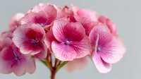 Pink geranium flowers in full bloom with delicate petals and natural color variations for spring garden and floral design projects.