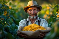 Mature bearded farmer in hat holding fresh yellow coffee cherries during harvest at sunset. Natural light illuminates organic plantation worker showing ripe arabica beans.