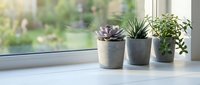 Three small potted plants including succulent and greenery arranged on bright windowsill creating peaceful indoor garden atmosphere for home decor and wellness.