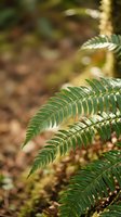 Fresh green fern fronds with delicate leaflets in natural forest setting with soft bokeh background for botanical and nature photography projects.