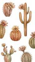 Watercolor cactus collection with blooming flowers on white background. Desert plants including saguaro, barrel and prickly pear cacti for botanical designs.