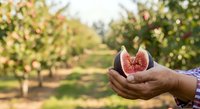 Farmer holding fresh ripe grapefruit half in orchard garden, showcasing organic citrus harvest and agricultural produce for farming and food industry use.
