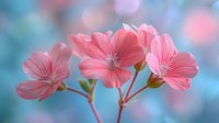 Delicate pink geranium flowers against soft turquoise background. Macro photography captures gentle petals and stems in dreamy spring garden atmosphere.