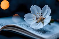 White flower with delicate petals and golden stamens resting on open book pages under moonlight, creating serene, dreamy atmosphere for editorial, wellness, and literary design projects.