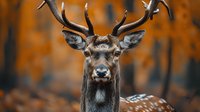 Majestic red deer stag with impressive antlers standing in autumn forest with golden foliage background, wildlife photography concept for nature and hunting themes.