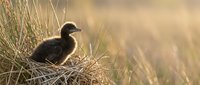 Young bird chick sitting in tall grass during golden hour sunset with warm natural lighting and soft bokeh background for wildlife photography projects.