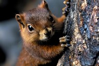 Curious red squirrel peeking from behind tree trunk in forest, close-up portrait showing bright eyes and expressive face against blurred natural background.