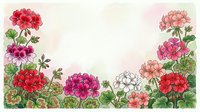 Watercolor geranium flowers frame with green leaves on soft background creating decorative border for greeting cards and floral design projects.