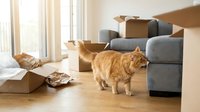 Curious ginger cat exploring cardboard boxes in a sunny living room during moving day, with a gray sofa and wooden floor in background.