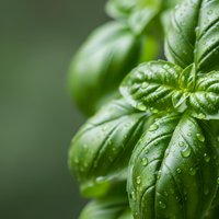 Fresh green basil leaves with water droplets on soft blurred background for culinary herbs cooking ingredients natural organic food concepts.