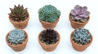 Collection of six small succulent plants in terracotta pots arranged in two rows, featuring various species with different colors and textures on white background.