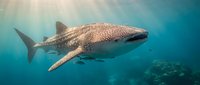 Majestic whale shark swimming gracefully through crystal clear turquoise ocean waters with sunlight filtering from above creating ethereal underwater scene.
