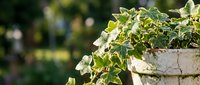 Young ivy plant with green leaves cascading from weathered concrete planter in sunlit garden setting, suitable for landscaping and gardening design projects.