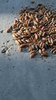 Assorted nuts and seeds scattered on concrete surface, including almonds, peanuts, and sesame seeds for culinary and nutritional content.