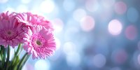 Pink gerbera daisies against soft blue bokeh background with copy space, creating dreamy floral atmosphere for spring and romantic designs.