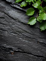 Fresh green leaves with water drops on dark slate stone background, natural texture with copy space for spa, wellness and natural cosmetics design.