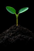 Young green seedling growing from fertile soil on black background, showing new life and growth concept. Macro photography for environmental themes.