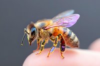 Macro photography of honey bee covered in pollen, showing detailed wings, compound eyes, and segmented body against blurred background. Pollinator in natural environment.