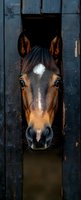 Bay horse with white blaze peering through dark stable door opening. Equine portrait showing alert expression, suitable for equestrian, farm, and animal content.
