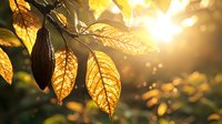 Golden autumn leaves backlit by warm sunlight creating magical bokeh effect in forest. Natural morning sunbeams shine through translucent foliage in fall season.
