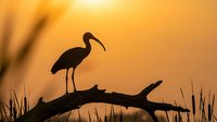 Silhouette of ibis bird perched on driftwood branch against golden sunset sky creating peaceful wildlife scene for nature photography and outdoor themes.