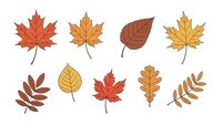 Autumn leaves collection with maple oak and other foliage in warm fall colors isolated on white background for seasonal design projects.