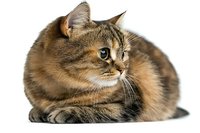 Graceful brown tabby cat with green eyes lying on white background, isolated portrait of purebred feline showing majestic profile and soft fur texture.