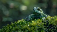Green bearded dragon lizard resting on moss covered surface in natural environment, soft bokeh background creates dreamy wildlife atmosphere.